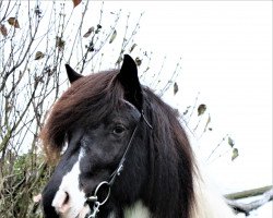 Pferd Naepa (Islandpferd, von Djarfur vom Laekurhof)