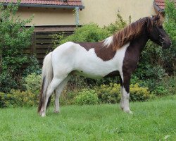 horse Roskur (Iceland Horse, 2015, from Atli frá Norður-Hvammi)