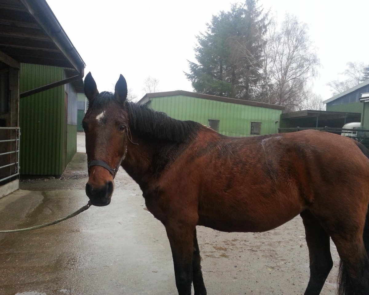 Pferd Picara 8 (Hannoveraner, 1994, von Paroli)