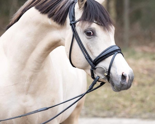 stallion Expecto Patronum 3 (German Riding Pony, 2016, from El Sharin)