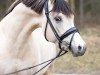 stallion Expecto Patronum 3 (German Riding Pony, 2016, from El Sharin)