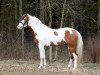 stallion Painted Desert (German Riding Pony, 2018, from Painted Dragon)