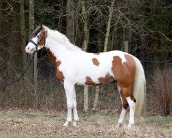 Springpferd Painted Desert (Deutsches Reitpony, 2018, von Painted Dragon)