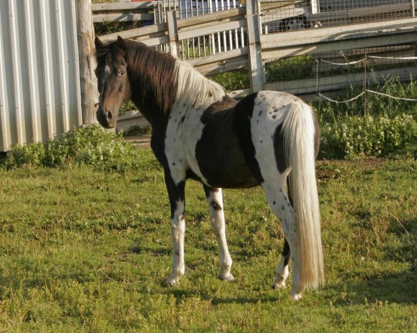 stallion Graveur (Lewitzer, 1983, from Gharib ben Lancer ox)