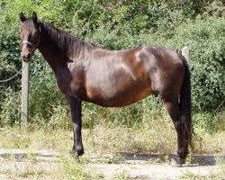 broodmare My Rose (Connemara Pony, 1989, from May Prince)