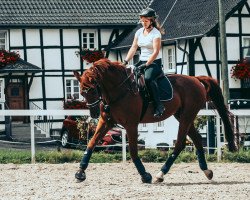 dressage horse Freund Horst (Westphalian, 2003, from Fidermark)