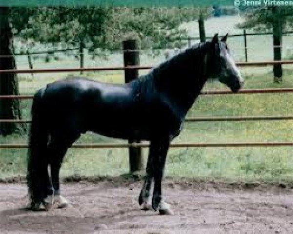 Deckhengst Hagens O'Chief (Connemara-Pony, 1988, von Blue Chief)