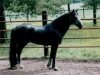 Deckhengst Hagens O'Chief (Connemara-Pony, 1988, von Blue Chief)