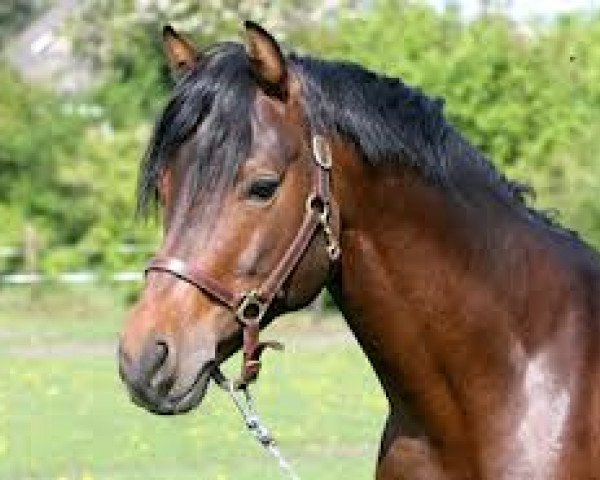 stallion Diplomat (Connemara Pony, 1987, from Diamond Rum)