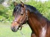 stallion Diplomat (Connemara Pony, 1987, from Diamond Rum)