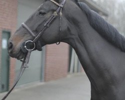 broodmare Cloudine 2 (Westphalian, 2002, from Caesario)