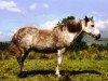 Zuchtstute Fort Hazel (Connemara-Pony, 1971, von Marble)