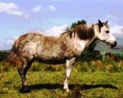 broodmare Fort Hazel (Connemara Pony, 1971, from Marble)