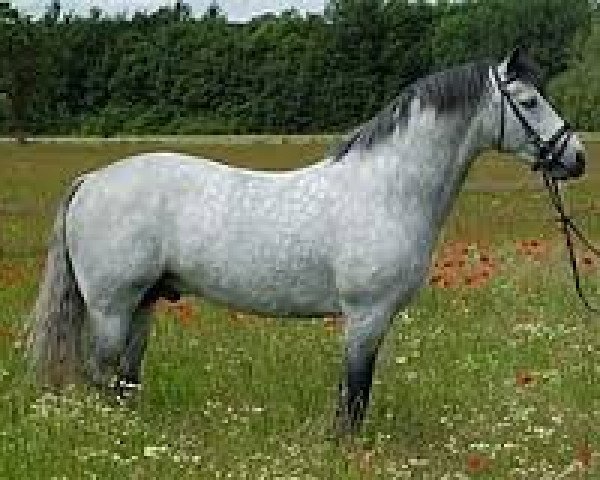 stallion Coosheen Callowfeenish Cashel (Connemara Pony, 1994, from Ashfield Sparrow)