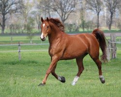 horse West Quast Jazz (Hanoverian, 2002, from Wandervogel I)