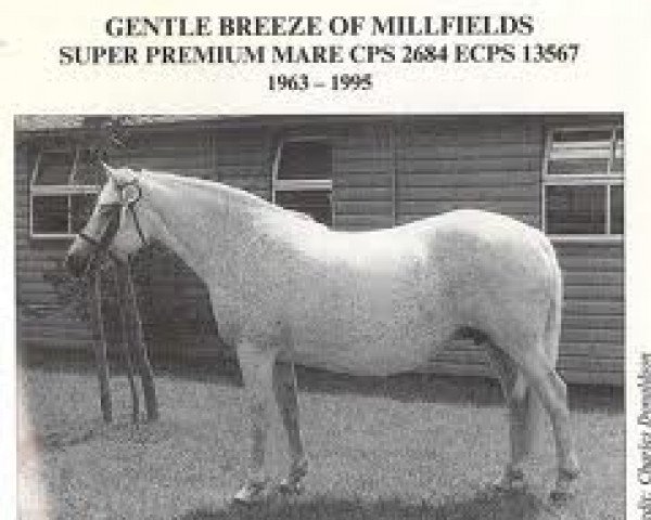 horse Gentle Breeze (Connemara Pony, 1963, from Dun Aengus)