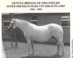 Pferd Gentle Breeze (Connemara-Pony, 1963, von Dun Aengus)