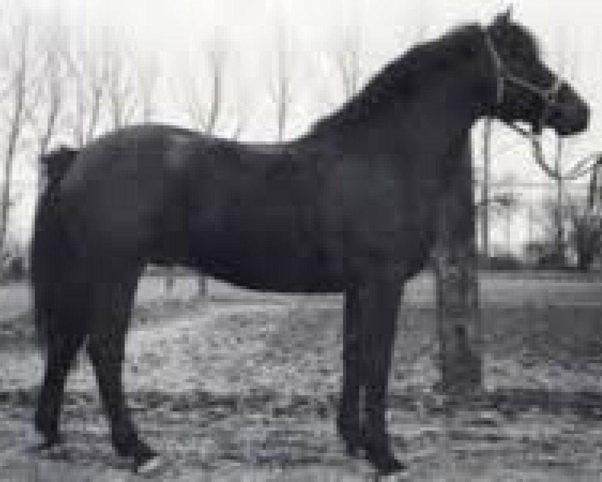 Deckhengst Fort Doolin (Connemara-Pony, 1977, von Rory Ruadh)