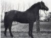 stallion Fort Doolin (Connemara Pony, 1977, from Rory Ruadh)