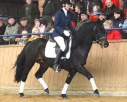 stallion Flashing Brendan (Connemara Pony, 1991, from Carna Gold)