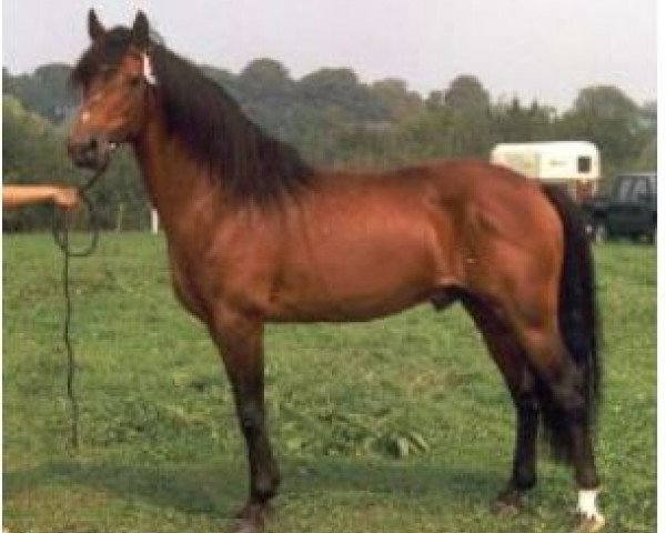 Deckhengst Brimstone van Graaf Janshof (Connemara-Pony, 1980, von Sticky)