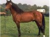 Deckhengst Brimstone van Graaf Janshof (Connemara-Pony, 1980, von Sticky)