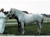 Zuchtstute Atlantic Breeze (Connemara-Pony, 1960, von Carna Bobby)