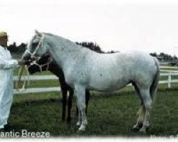 Zuchtstute Atlantic Breeze (Connemara-Pony, 1960, von Carna Bobby)