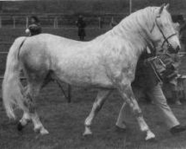 Deckhengst Island Duke (Connemara-Pony, 1963, von Clonjoy)