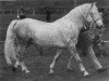 stallion Island Duke (Connemara Pony, 1963, from Clonjoy)