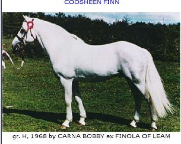 stallion Coosheen Finn (Connemara Pony, 1968, from Carna Bobby)