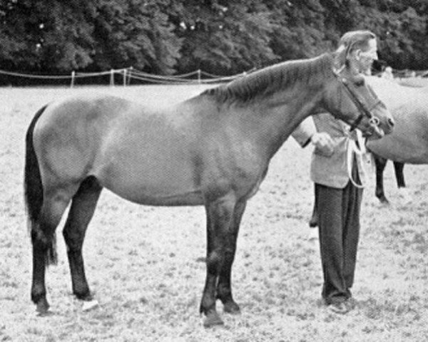 Deckhengst Oakley Jonathan III (New-Forest-Pony, 1952, von Brookside David)