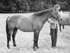 stallion Oakley Jonathan III (New Forest Pony, 1952, from Brookside David)