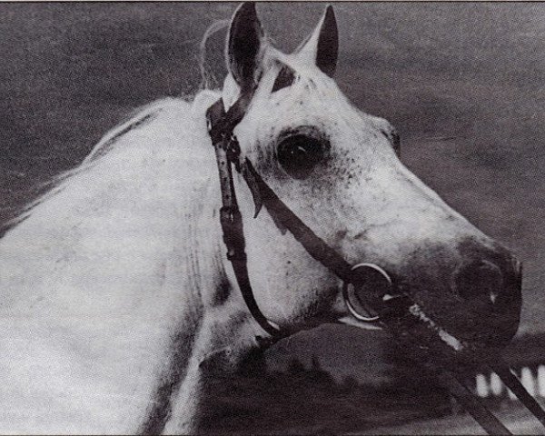 stallion Marosch (Shagya Arabian, 1931, from Fetysz 1924 ox)