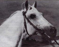 stallion Marosch (Shagya Arabian, 1931, from Fetysz ox 1924)