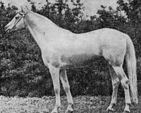 stallion Tibet (Tersk, 1954, from Teleskop)