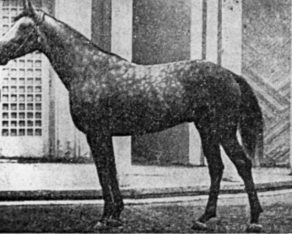 stallion Terskol (Tersk, 1962, from Tibet)