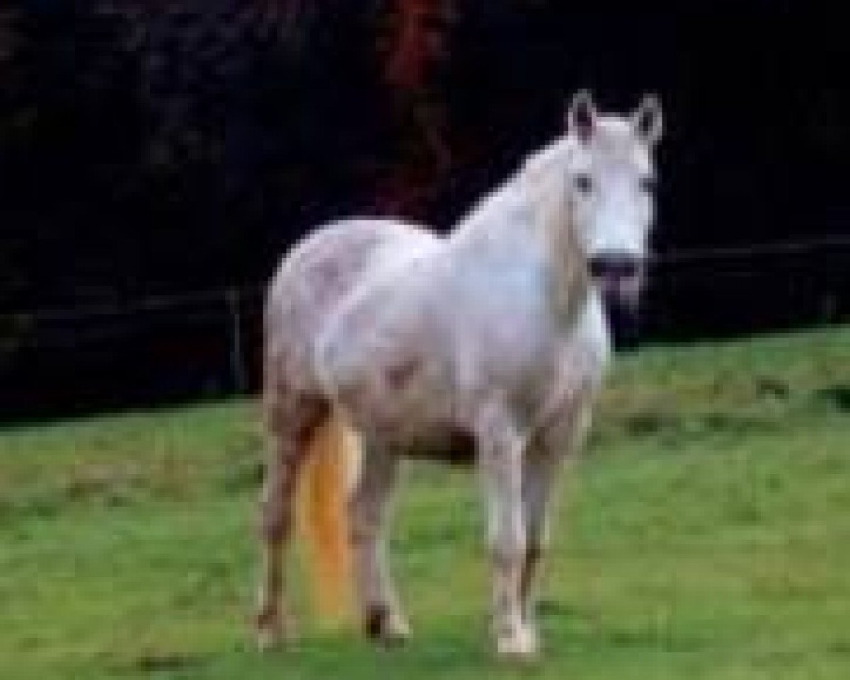 Zuchtstute Little Beauty (Connemara-Pony, 1973, von Murrisk)
