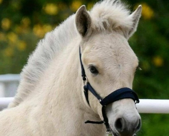 horse Klosterhofs Runar (Fjord Horse, 2020, from Resen N.2673)