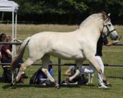 broodmare Hippie (Fjord Horse, 2018, from Kastanjegårdens Hannibal)