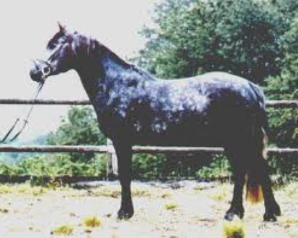 Deckhengst Carrabaun Curlew (Connemara-Pony, 1987, von Carrabaun Boy)