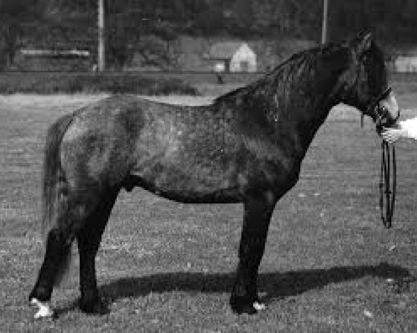 stallion Carrabaun Finn (Connemara Pony, 1987, from Carrabaun Boy)