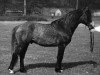 stallion Carrabaun Finn (Connemara Pony, 1987, from Carrabaun Boy)