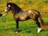 Pferd Gaeltacht Fame (Connemara-Pony, 1996, von Carrabaun Finn)