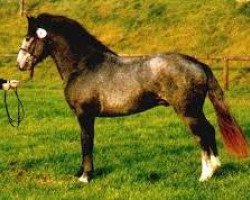 horse Gaeltacht Fame (Connemara Pony, 1996, from Carrabaun Finn)