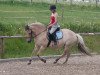 broodmare Gina (Fjord Horse, 1993, from Kvest Halsnæs)