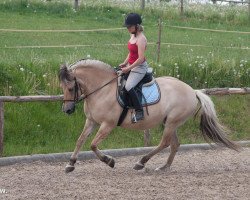 broodmare Gina (Fjord Horse, 1993, from Kvest Halsnæs)