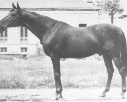 stallion Cor de Chasse xx (Thoroughbred, 1935, from Aethelstan xx)