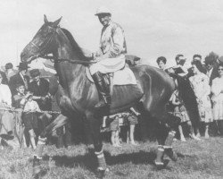 broodmare Keseybiss AA (Anglo-Arabs, 1955, from Cor de Chasse xx)