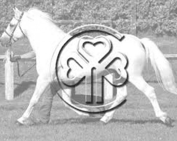 Pferd Ballyboy (Connemara-Pony, 1994, von Boden Park Finnard)